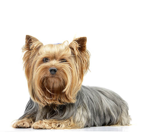 Informasi Ras Yorkshire Terrier | Purina